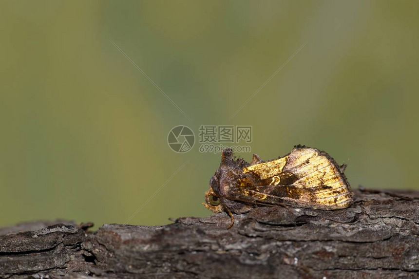 树皮上的金环飞蛾展示了绿色自然背景图片