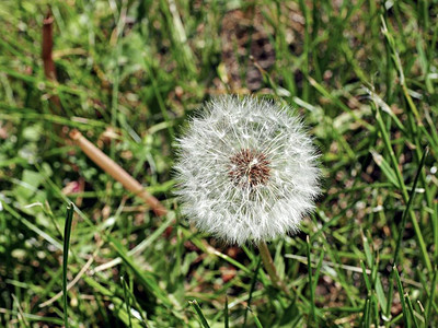 绿色花园中的蒲公英花种子图片