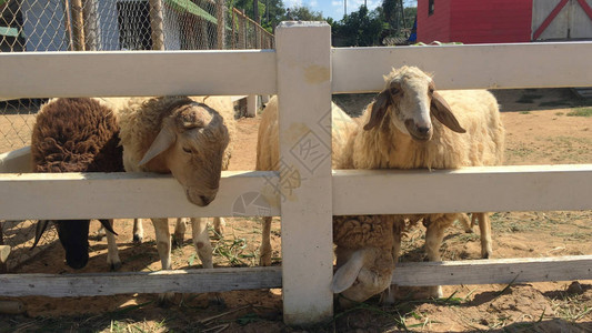 特写照片在饲养动物的围栏里养了羊图片