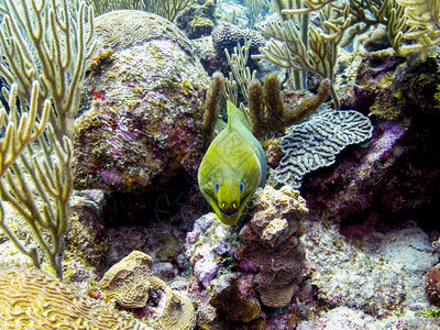 伯利兹珊瑚礁图片