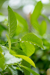 雨后雨滴在绿色植物上图片