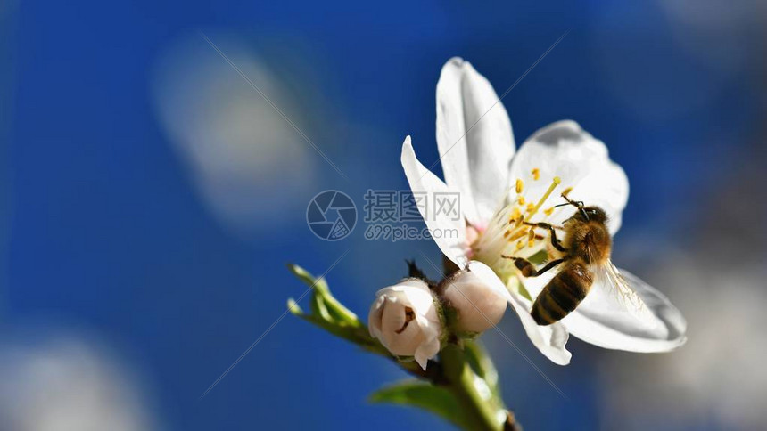 春天开花的美丽树图片