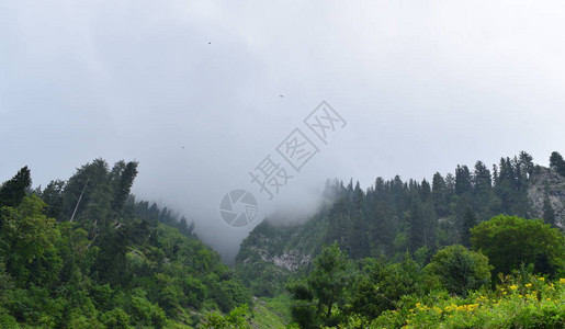 与冷杉森林的朦胧景观山中的晨雾美丽的风景图片