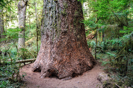 美国华盛顿奥运公园森林中的大树干图片