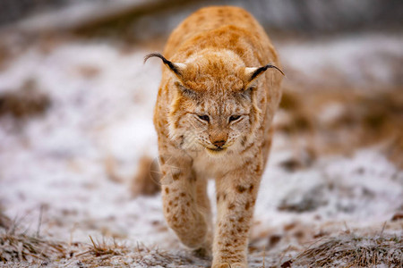 美丽的欧拉西亚林克斯或山猫在冬天寒冷的一天图片