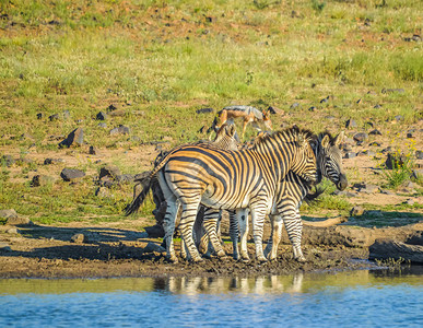 一群口渴的Zebra在非洲灌木林狩猎期间图片