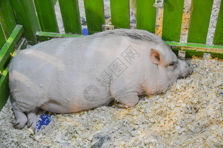 猪睡动物园图片