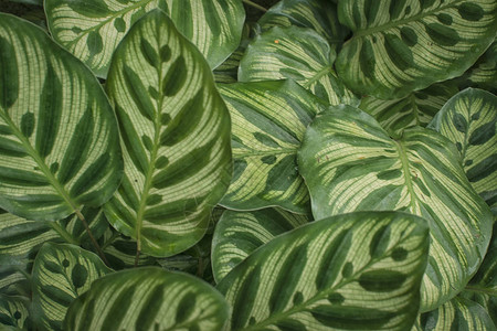 CalatheaSanderiana叶植物图片