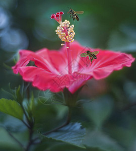 红芙蓉花和大黄蜂图片