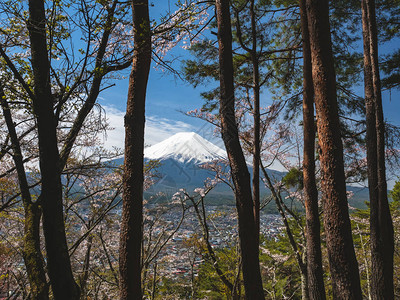 从森林樱花树樱花日本春季看富士山图片