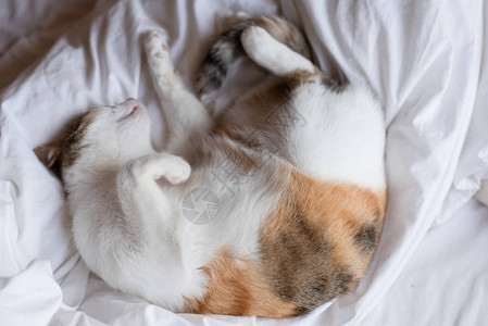 小胖姜黄猫睡在床上在图片