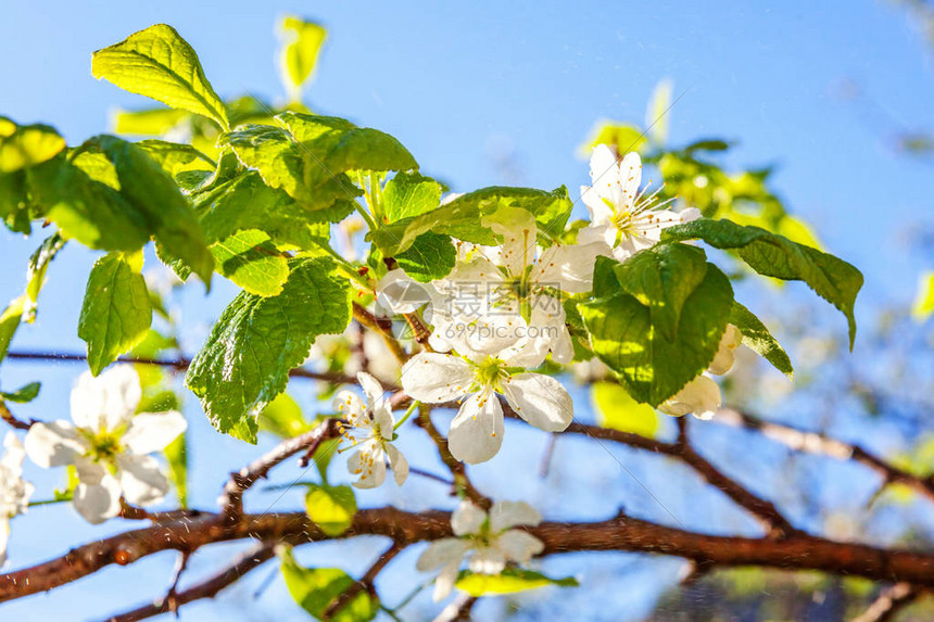 美丽的白色樱花在春天开花背景与开花的樱桃树鼓舞人心的天然花卉春天盛开的花园或公园多彩的图片