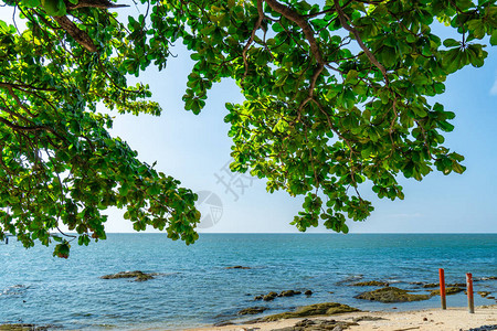 在热带海沙滩的伞树在海滩的暑假热带天堂海滩和天空的树枝和绿叶夏日风情自然背图片