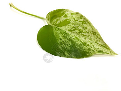 孤立在白色背景上的绿萝叶背景图片