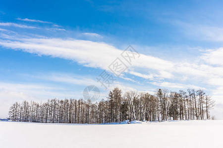 美丽的户外自然景观在日本北海道冬季的雪图片