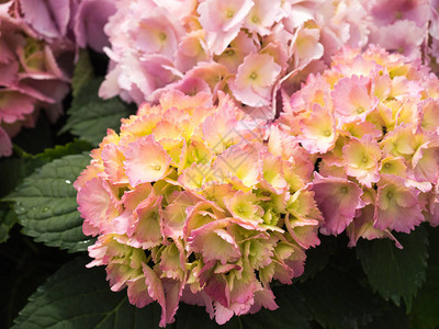 绣球花是初夏的美丽花朵背景图片