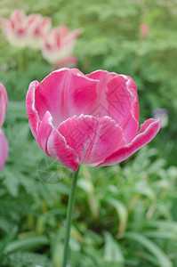 粉红郁金香鹦鹉花园里的粉红鹦鹉郁金香花图片