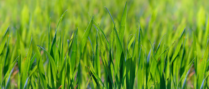 靠近生长在田野里的年轻绿色小麦图片