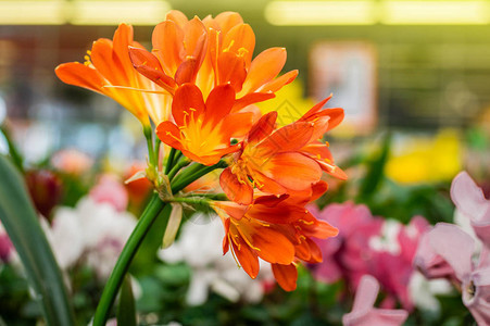 零售店里的橙色君子兰花特写植物园花卉种植图片