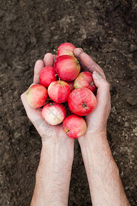完美的新鲜红苹果两只手拿着红苹果图片