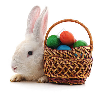 白兔子和复活节鸡蛋在白色图片