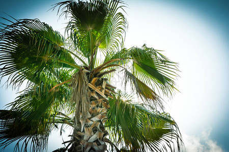 蓝色阳光下的棕榈树顶图片