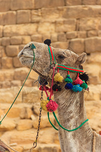 吉萨金字塔背景上的骆驼特写图片
