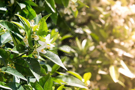 温暖的春日阳光照亮的茉莉花丛图片