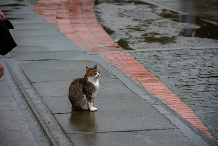 侯硐猫村的可爱猫咪著名猫群该村位于平溪铁路沿线图片