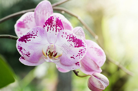 Palaenopsis兰花在植物温室盛开美丽的图片