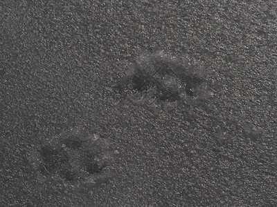 融冰中的牧羊犬脚印动物的印记冰上动图片