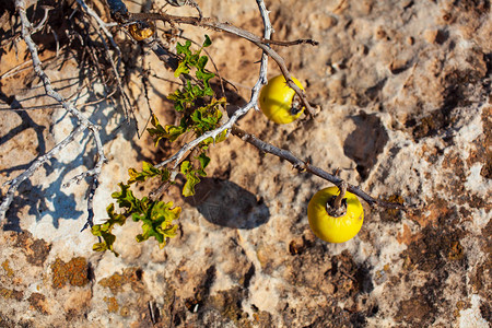 Lampedusa乡村野图片