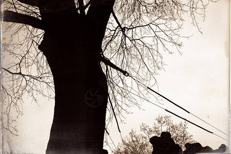 秋末在公园里生长的巴雷树图片