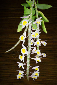 美丽的月见草黄色石斛兰DendrobiumPrimulinum这种色彩鲜艳精致的兰花原产于泰国喜马拉雅山尼泊尔老挝背景图片