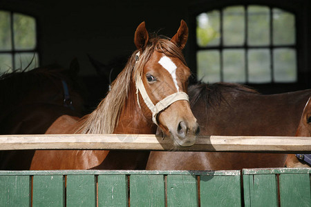 纯种的年轻人在夏季黑色自然背景下在马厩门口摆姿势一匹纯种的年轻马的画像谷仓围栏中天然黑色背景中一匹年轻图片