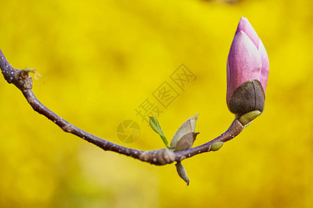 紫色盛开的玉兰特写镜头玉兰郁金香树粉红色花朵的图片