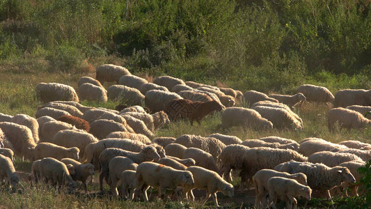 牧羊在草地上图片
