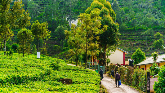 在斯里兰卡哈普塔利工作路上的茶叶种植园采图片