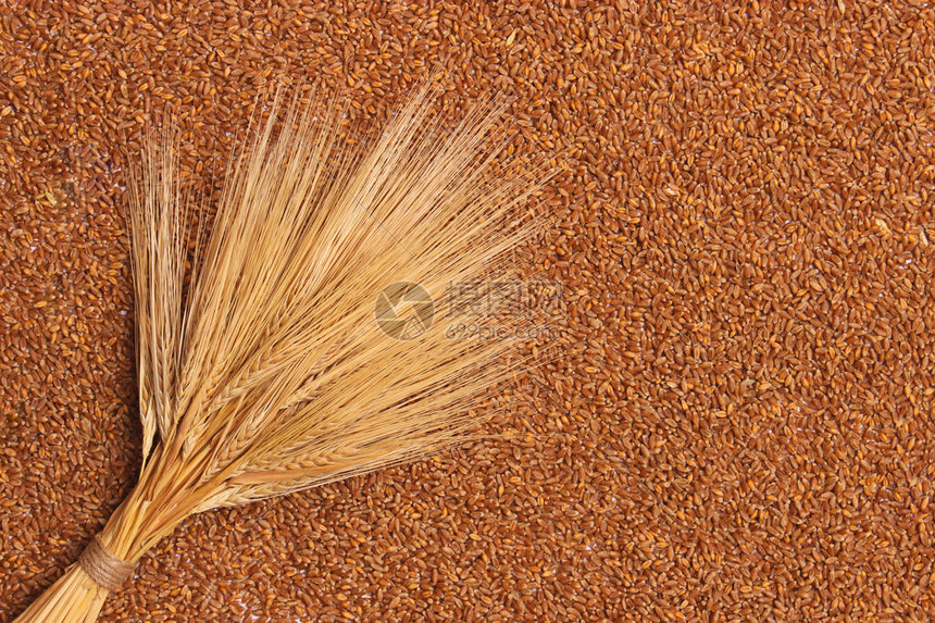 小麦背景顶视图上的小穗小麦图片