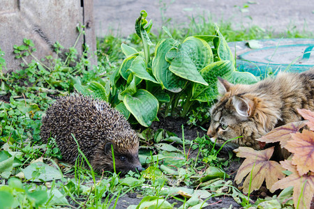 猫在看刺猬猫和刺猬图片