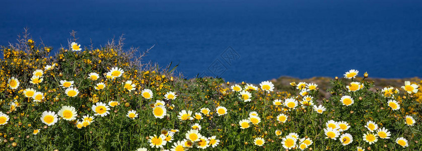 春复活时间种花野黄白色田地蓝海和天图片