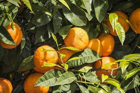 有成熟水果的普通话树普通话橙子图片