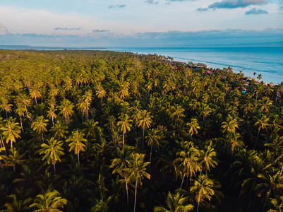 热带岛屿的椰子棕榈种植园以棕榈和海图片