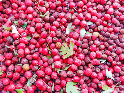 红色浆果背景山楂图片