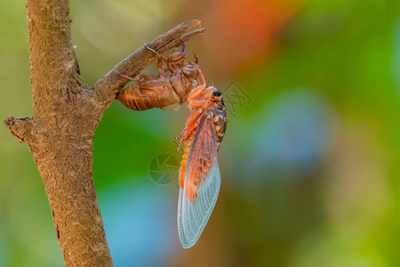 Cicada用多彩的模糊背景高清图片