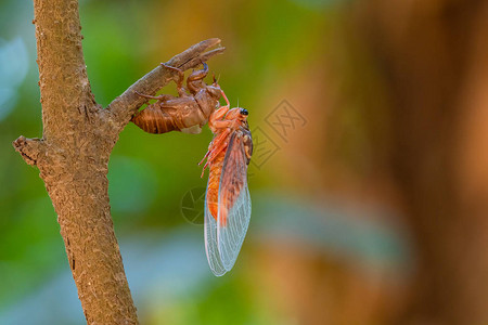 Cicada用多彩的模糊背景高清图片