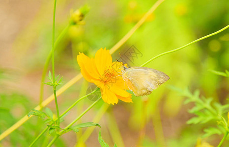 花朵上的昆虫蝴蝶在花园的大自然中的黄花图片