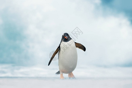 近距离靠近一只金图企鹅从大西洋暴风雨的岸上游来图片