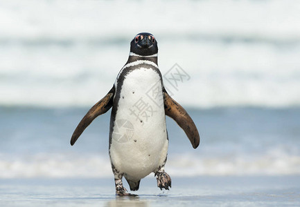 麦哲伦企鹅Spheniscusmagellanicus上岸图片