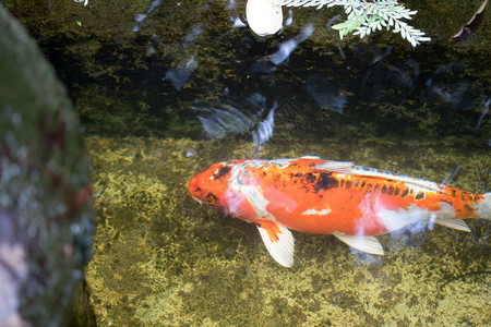科伊池塘鱼在池塘中游来去的丰富多彩图片